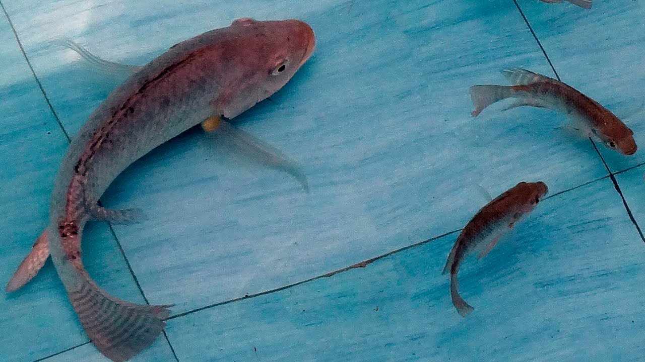 🐠 La TILAPIA como ESPECIE INVASORA - Animales Salvajes
