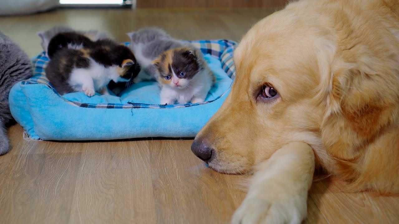 My Golden Retriever Protects Newborn Kittens Like They’re His Own