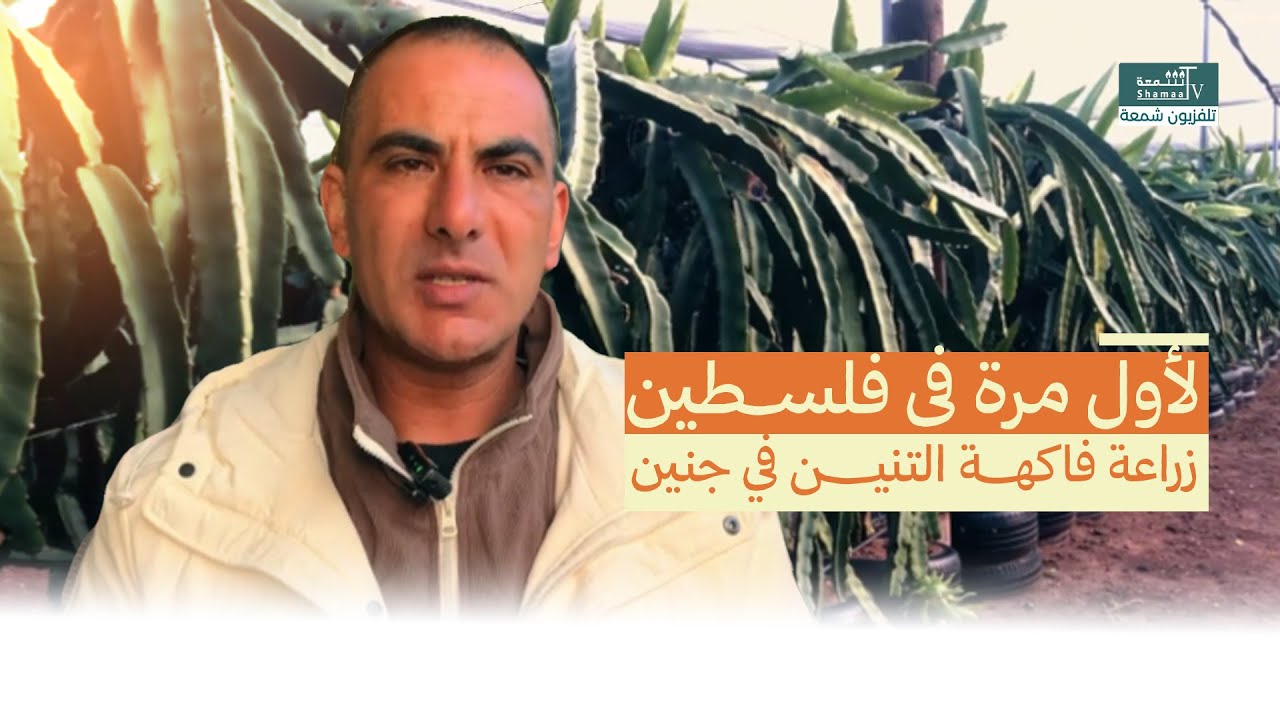 تجربة زراعية هي الأولى فلسطينياً ...فاكهة التنين تزهر في جنين