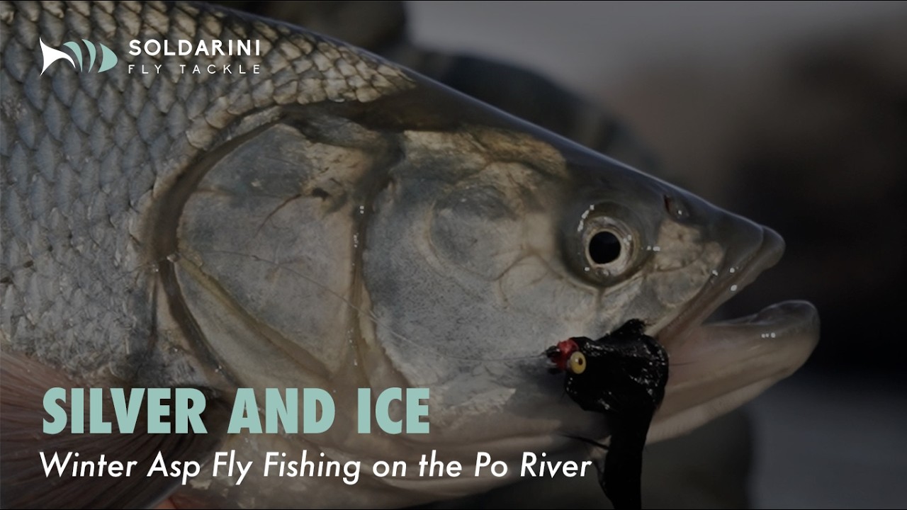 SILVER AND ICE | Ep.4 | Winter Asp Fly Fishing on the Po River