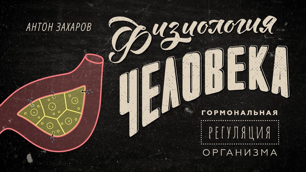 Как работают гормоны? Гормональная регуляция организма. Физиология человека &mdash; 11 урок