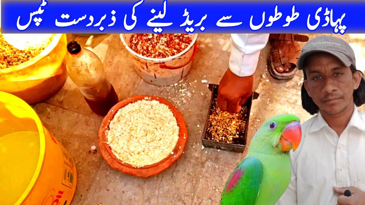 breeding formula for raw parrots | alexandrine breeding season Food