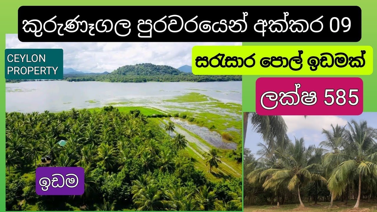NO,,1056  # කුරුණෑගල පුරවරයෙන් අක්කර 09 ක පොල් ඉඩමක් විකිණීමට ,සුන්දර වැවක් ආසන්නයේ ,සින්නක්කර 