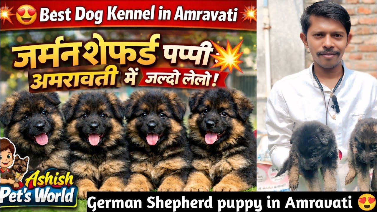 Long coat German shepherd puppies in Amravati 💥 black mask जर्मन शेफर्ड puppy अमरावती में जल्दी लेलो