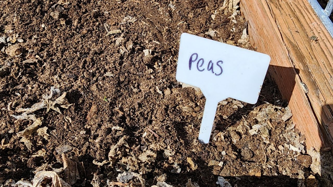Planting Peas
