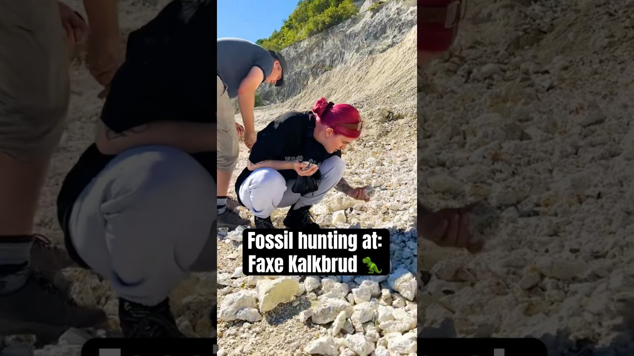 Fossil hunting at: Faxe Kalkbrud 🦖 #denmark #faxekalkbrud