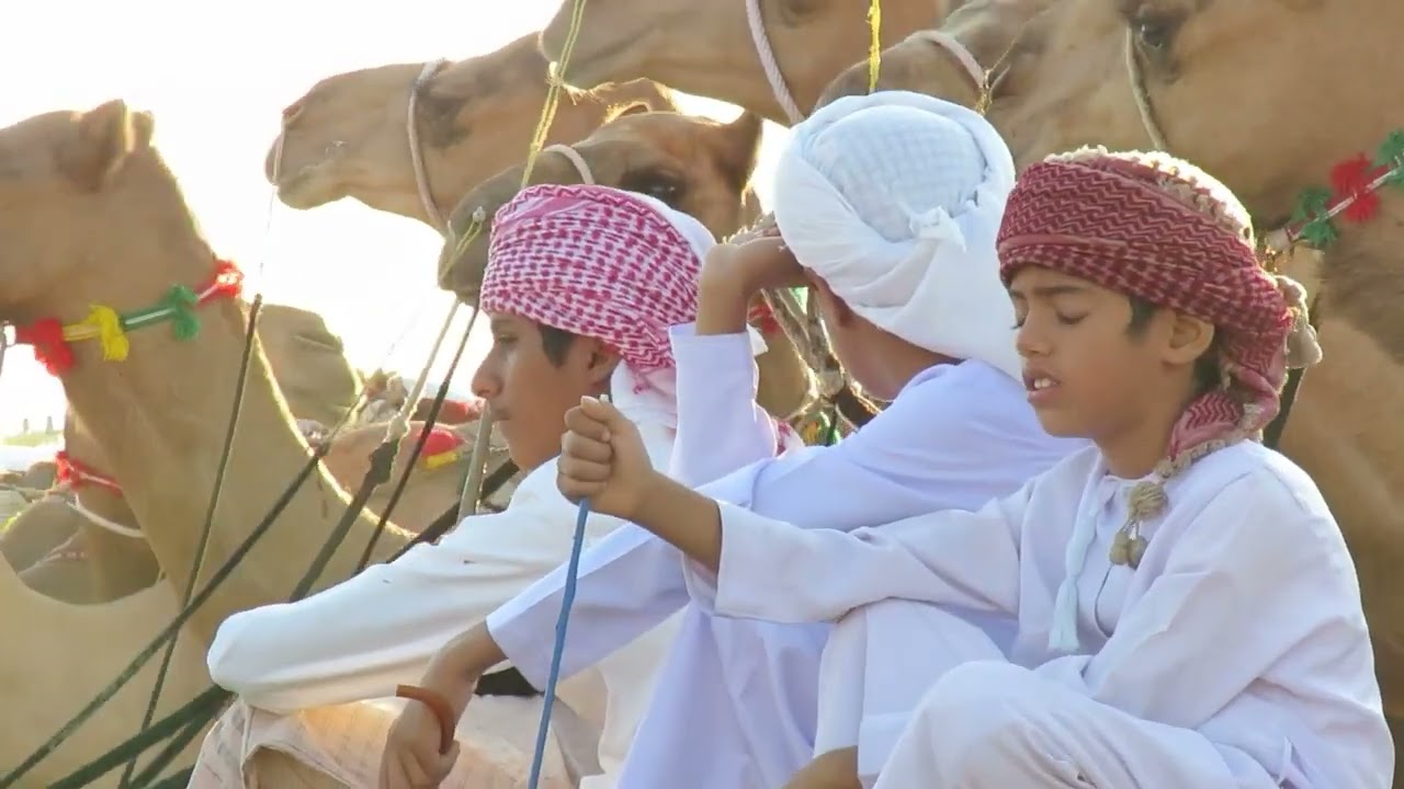 ركض العرضة للهجن بولاية العامرات سلطنة عمان  25-10- 2024