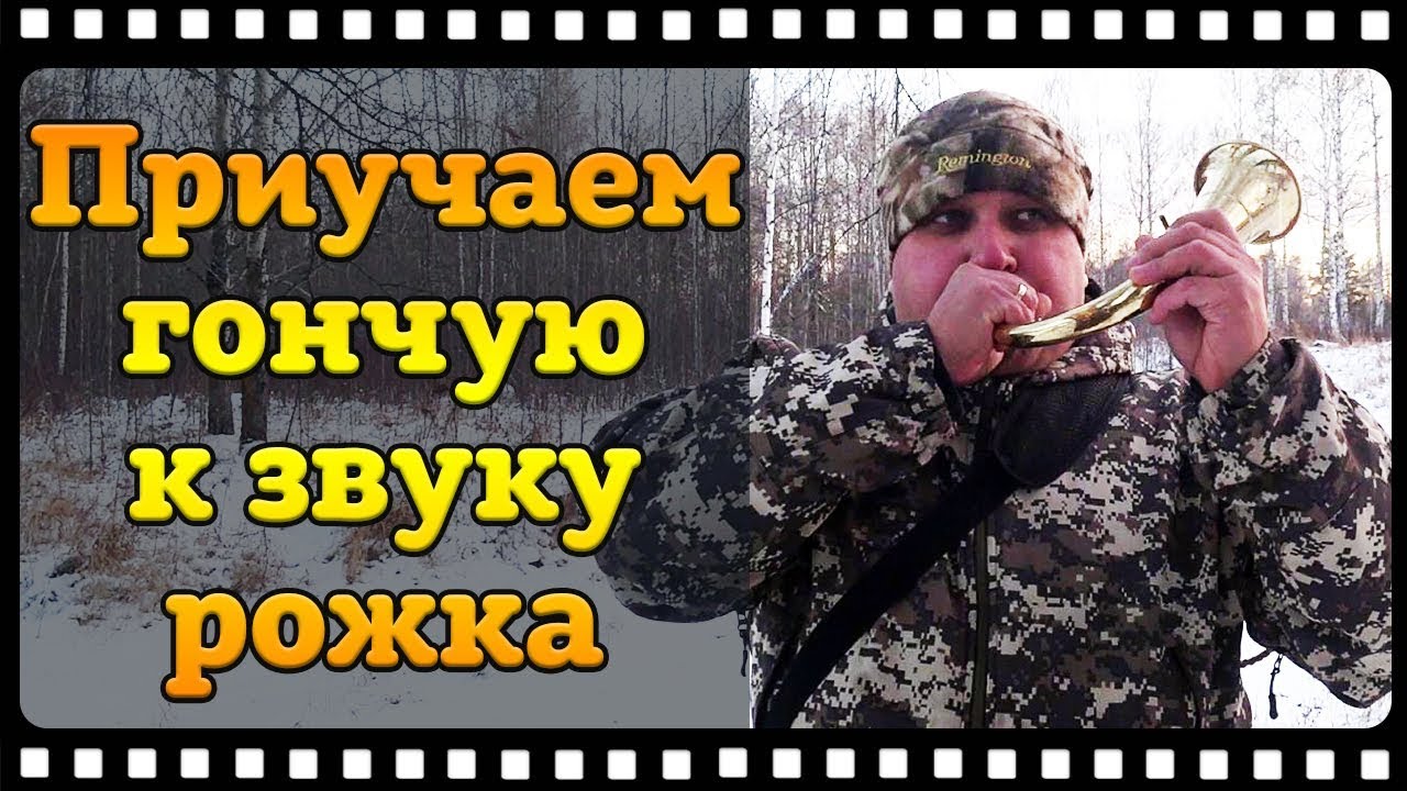 Как приучить гончую собаку к рогу не допустив ошибок.