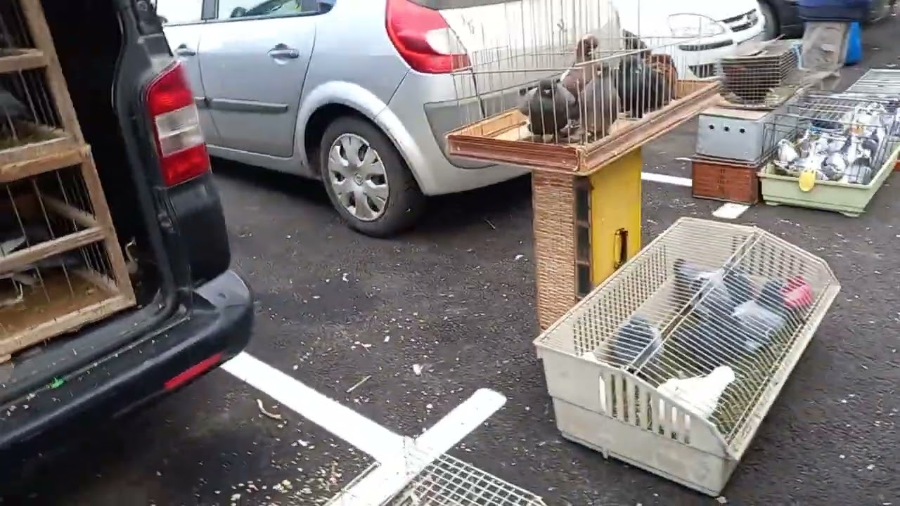În craiova la expozitia/târgul de pasari  porumbei,gaini,rate,fazani...🦜🦢🦃🦆