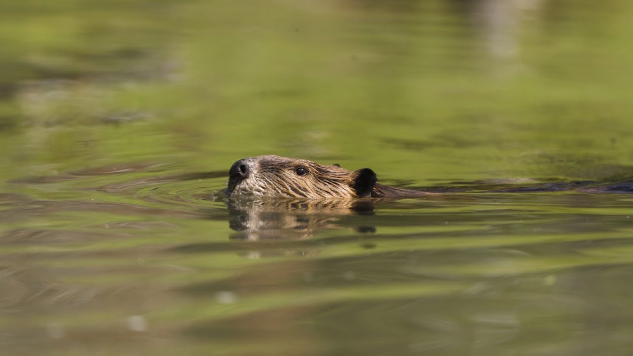 Researchers Partner with Ranchers, Beavers, and NASA