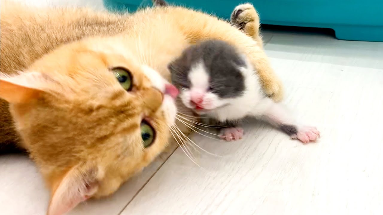 Мама кошка хочет научить котят ходить и зовет их к себе и папе коту