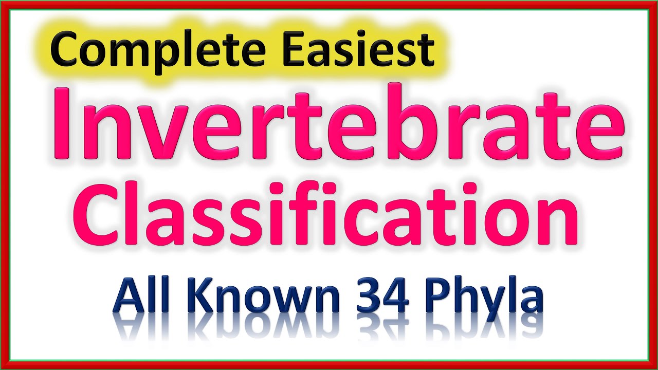 Invertebrate Classification | Easiest To Understand | All 34 Phyla in All Clades