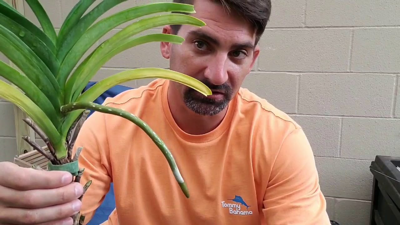 How to save a palm tree Vanda Orchid with no roots!  Easier than you think!