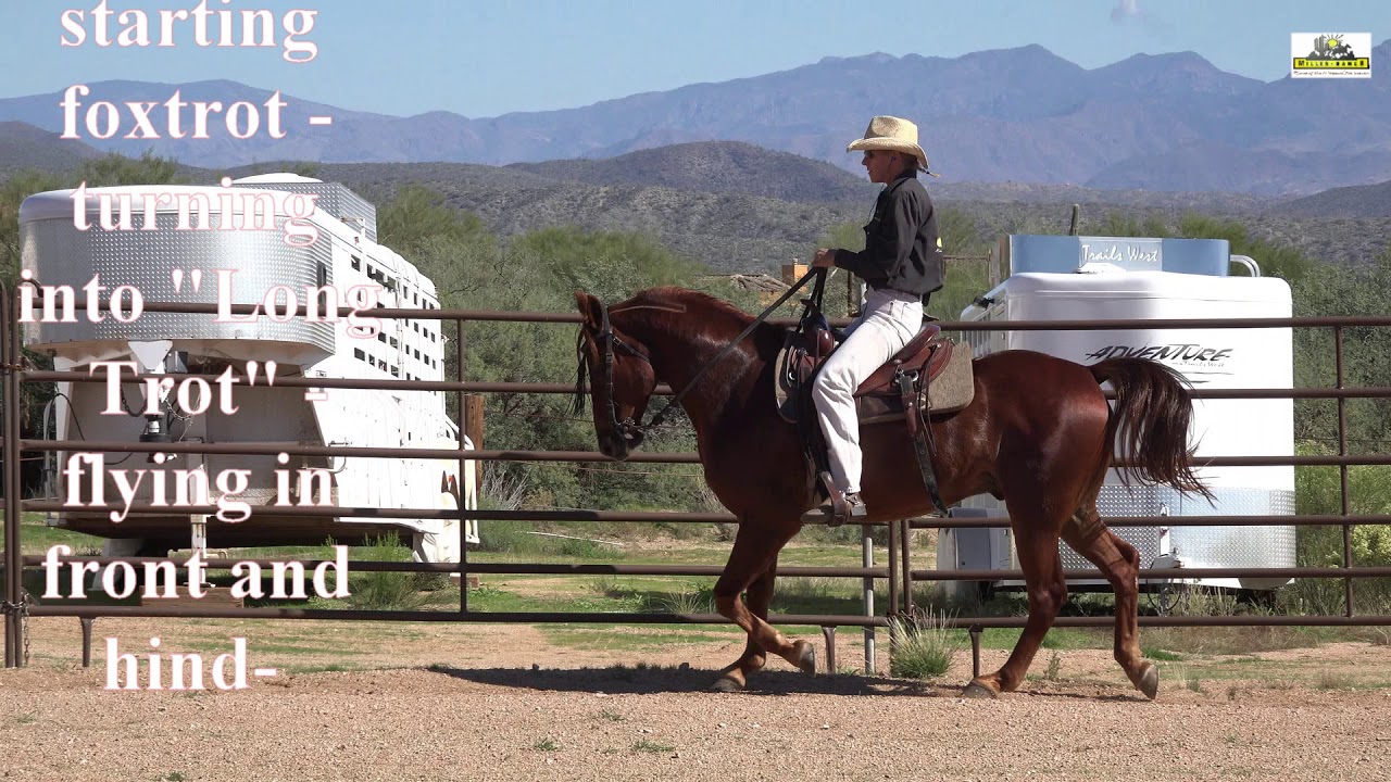 Gaits not perfect - Missouri Fox Trotter and the Foxtrot