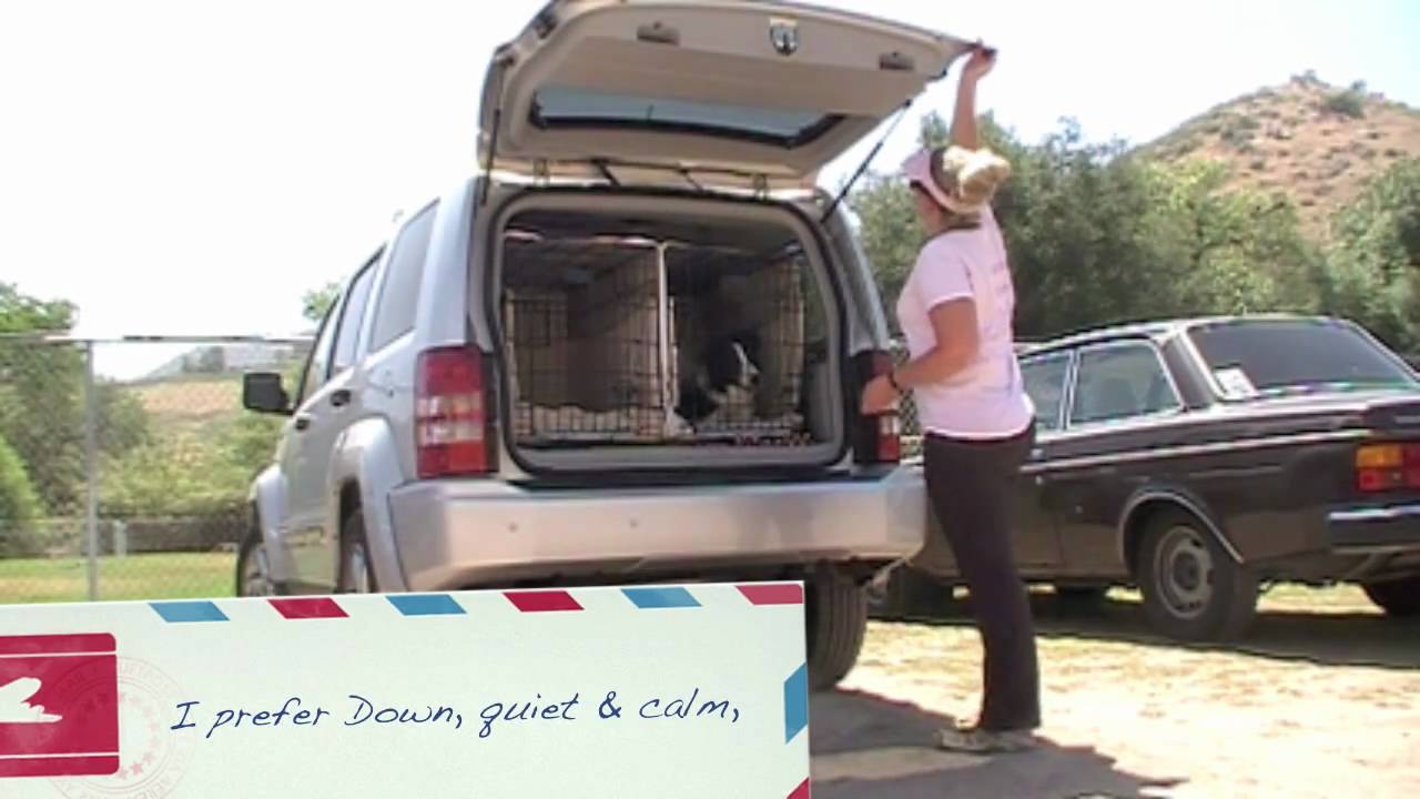 How to train your dog:  Working on Barking issue in crate at agility