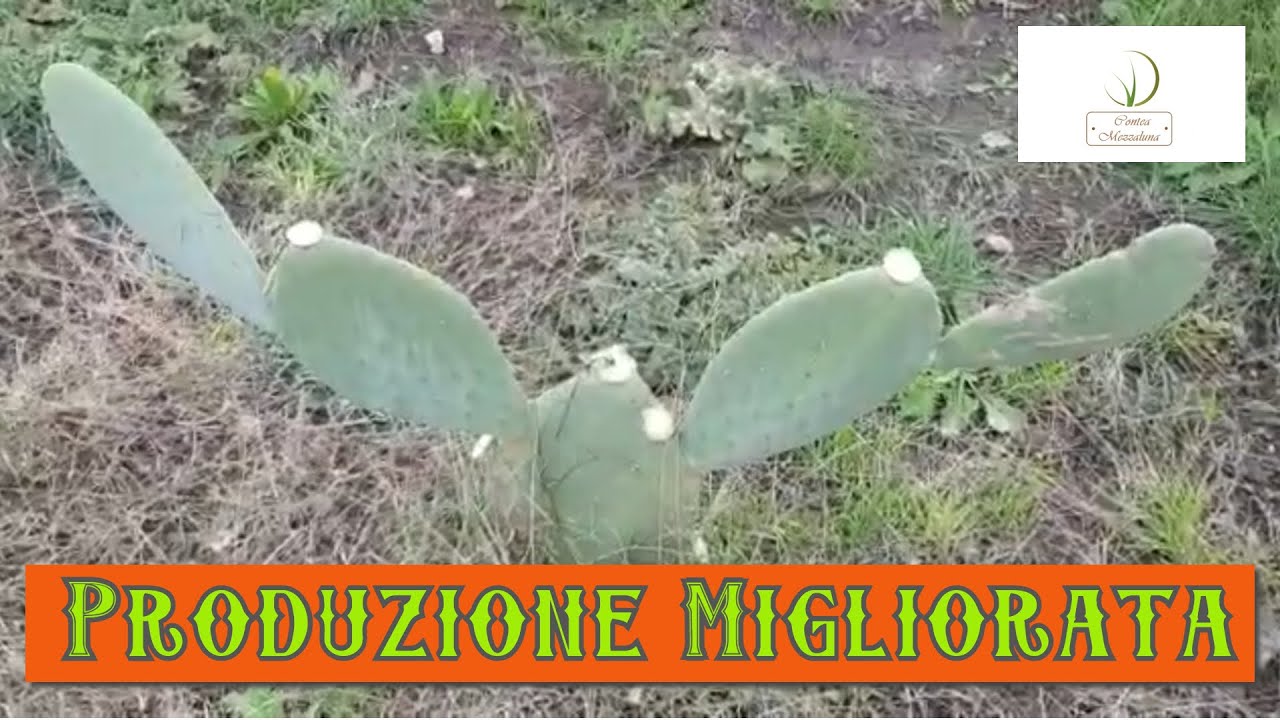 Potatura fichi d'india-seconda parte