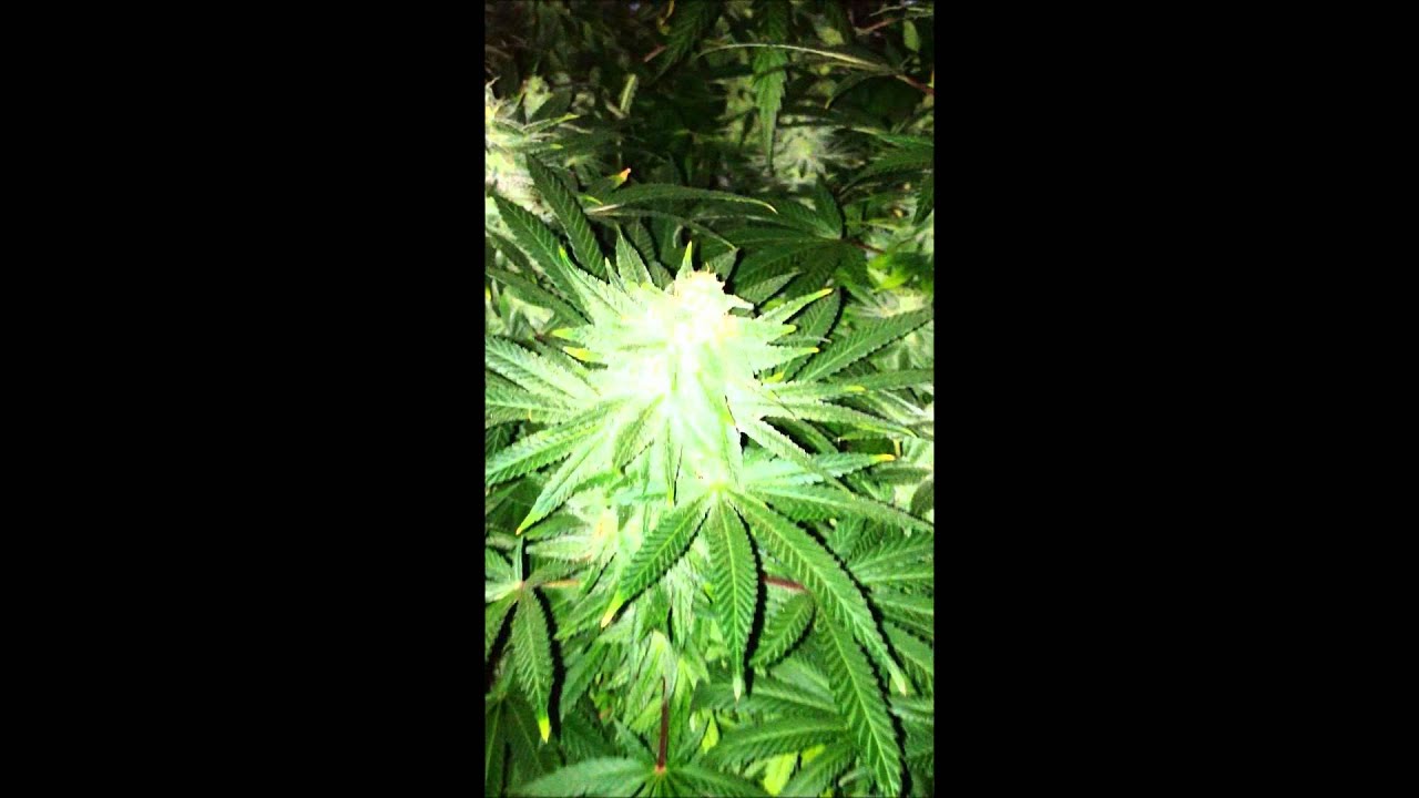 TGA Subcool querkle week 7