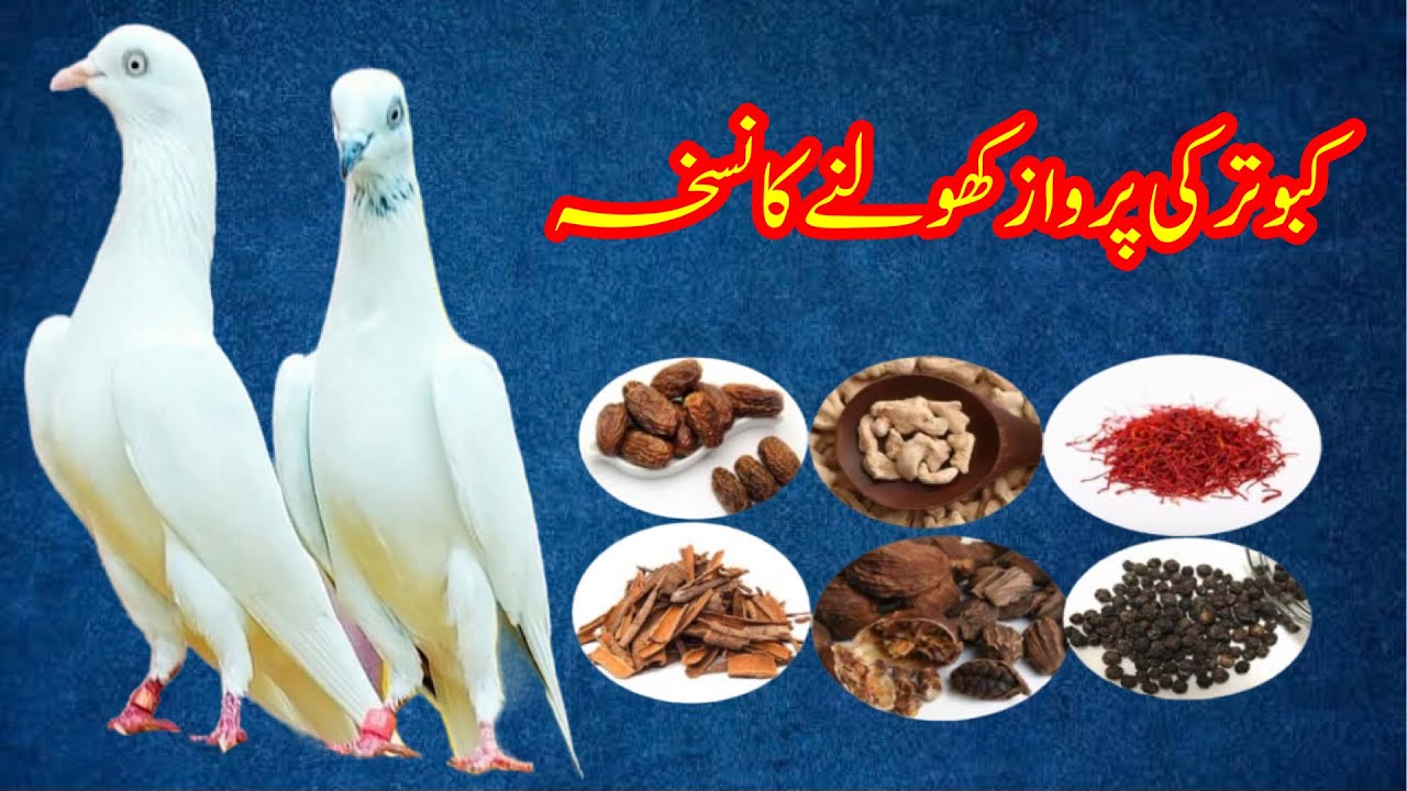 Kabootar Ki Parwaz Kholne Ka Tarika || Afzaal Pigeons