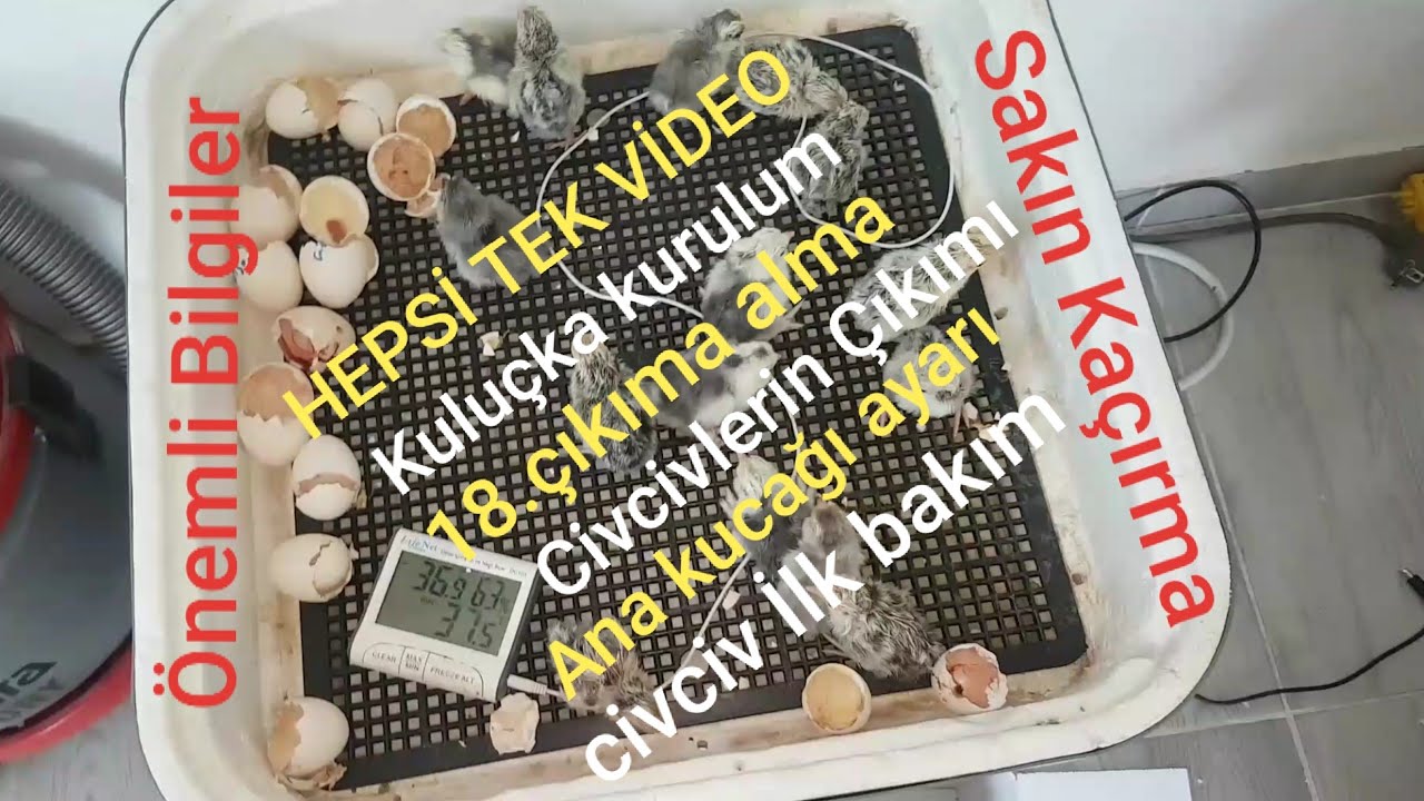 3 İŞLEM TEK VİDEO 2. KULUÇKA MAKİNESİ KURULUM VE ÇIKIM HARİKA GÖRÜNTÜLER