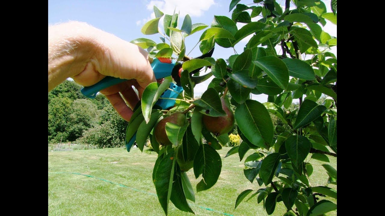 taille en vert des arbres fruitiers