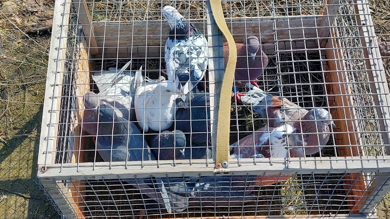 #Pigeons.Проверка птенцов от белокрылого и от красного белоголового.
