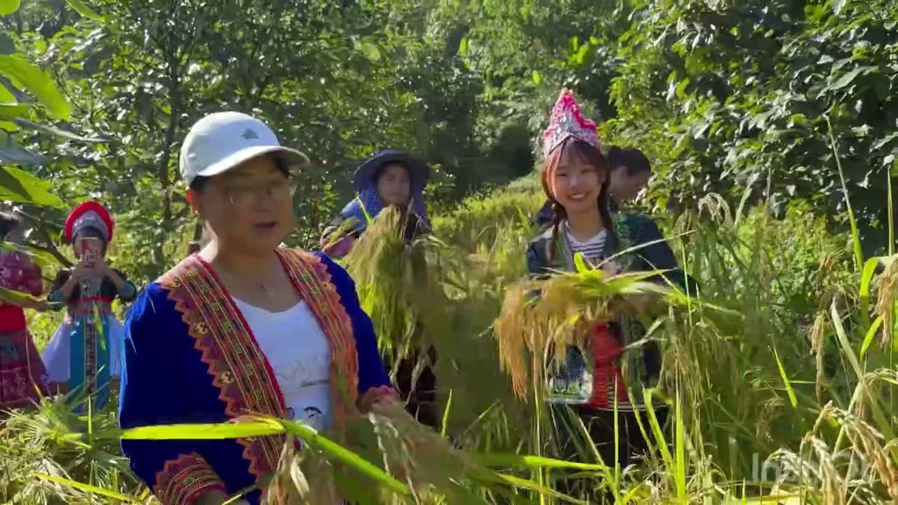 Rice Harvesting at Nadine House Éducation October 2024