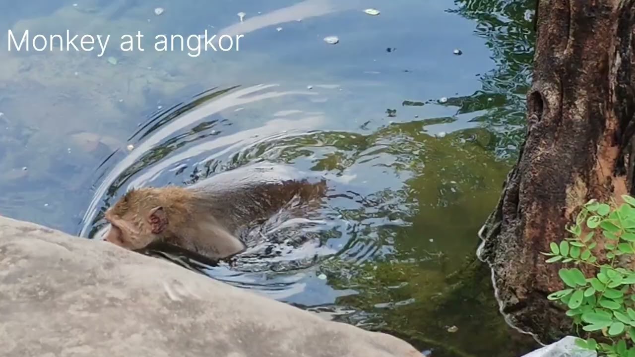 Monkey Angkor two friens