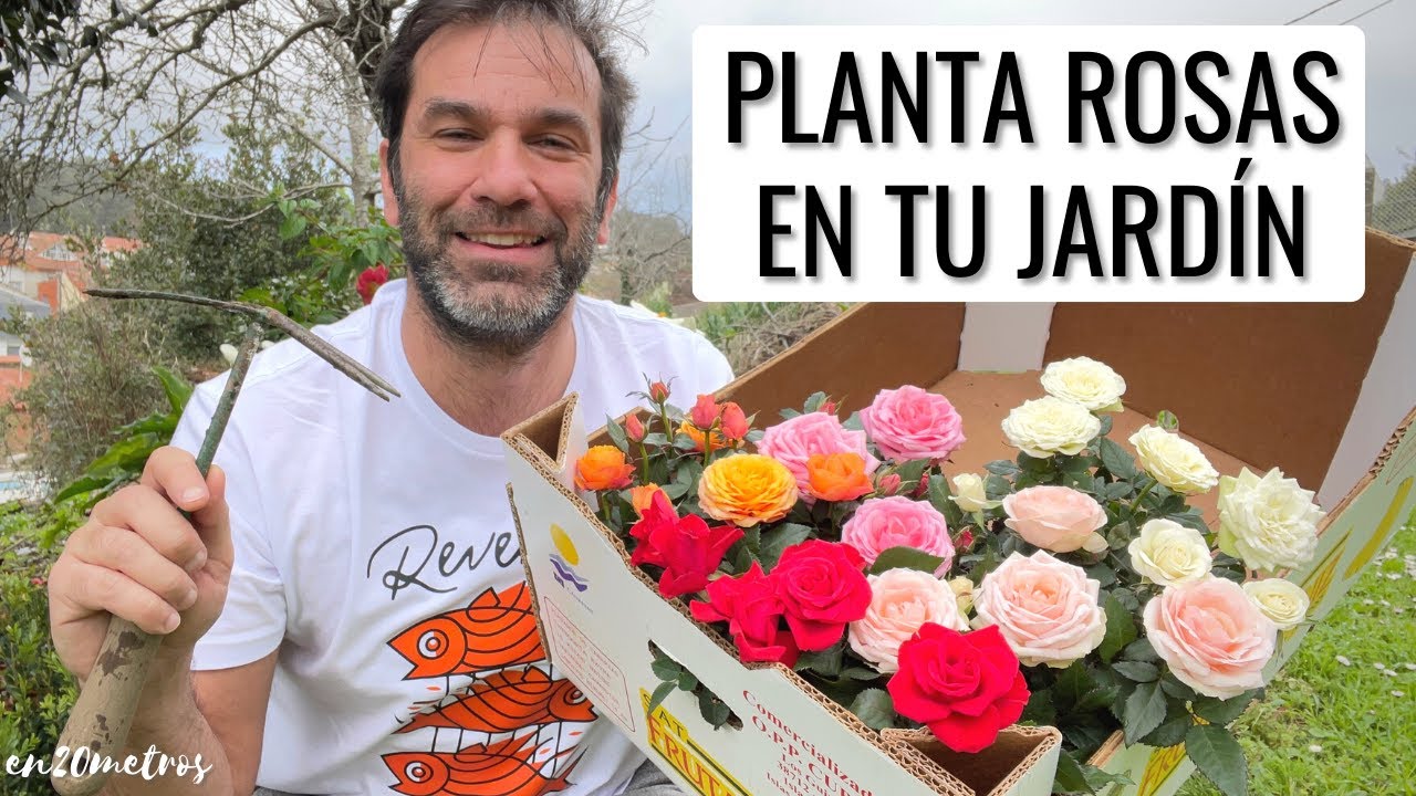 LLENA TU JARDÍN DE ROSAS: cómo PLANTAR ROSALES KORDANA paso a paso || en20metros