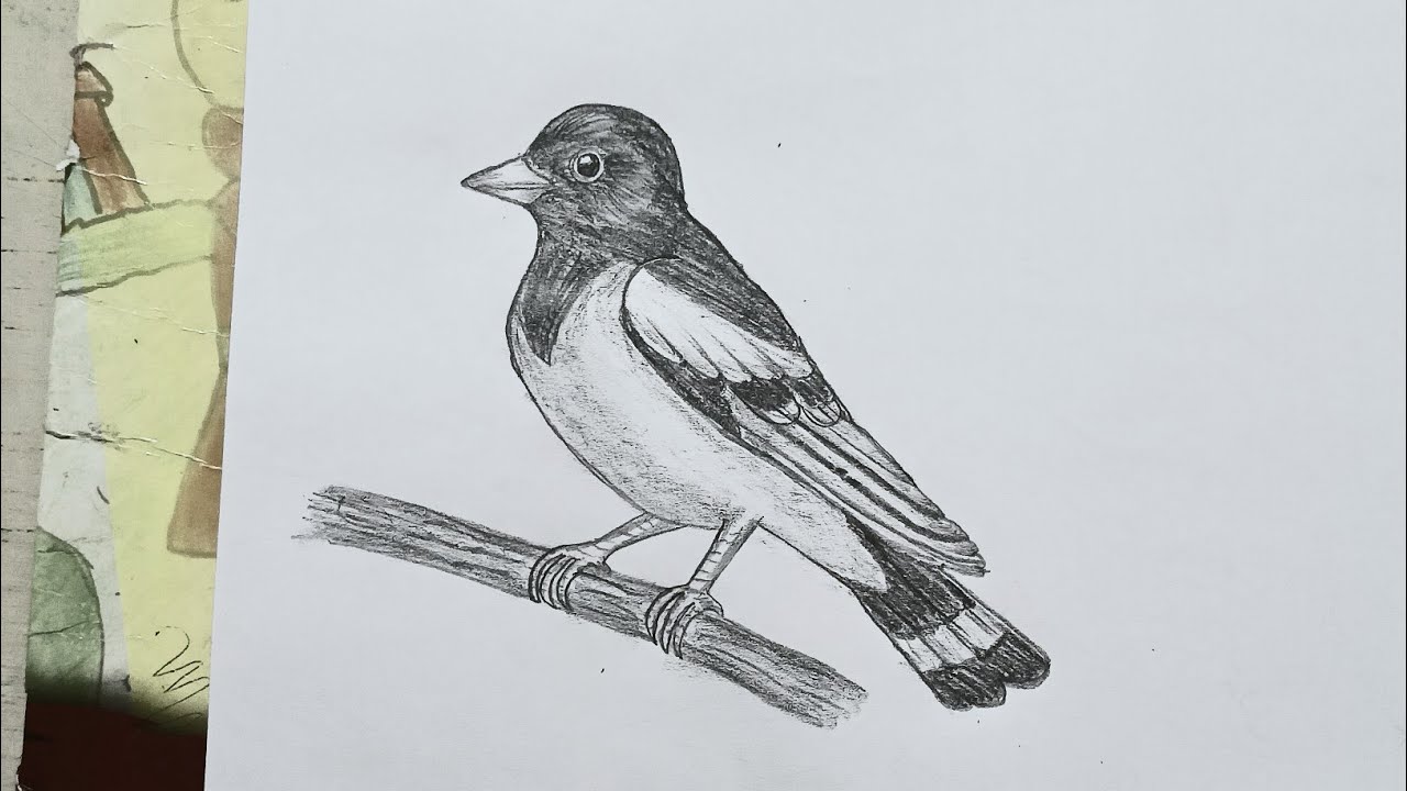 How To Draw A Bird Easy.🪶🕊️✏️