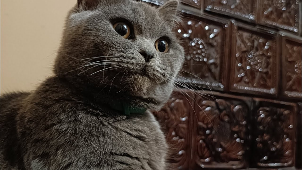 Киця Стася грається!