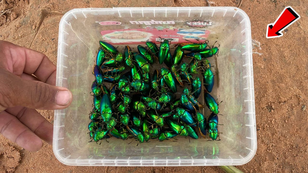 I Find for Insects in the Wild - Worlds Rarest Beetles Hunter