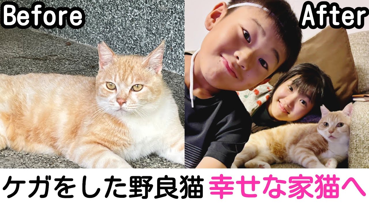 3年間お外で頑張ってきた野良猫ちゃんがケガをしてたので緊急保護！そして幸せな家猫ちゃんになりました！