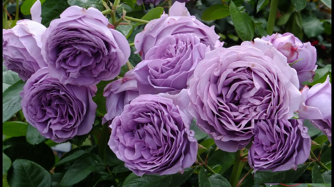 ЦВЕТЕНИЕ РОЗ 2025🌹🥰. Самые 