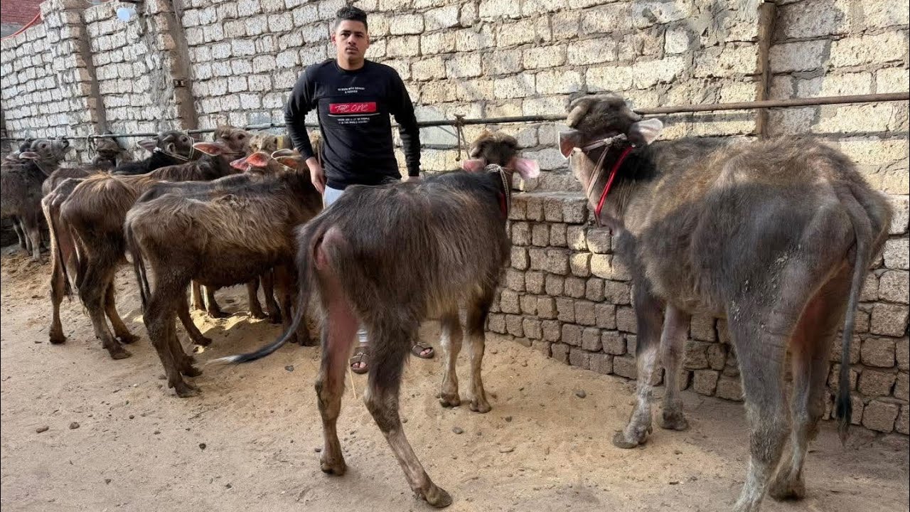 المتابعين تحضر هنا فورا عشان العرض مش عادي في اسعار  الجاموس العجول والعجلات بمزرعة المعلم ادهم