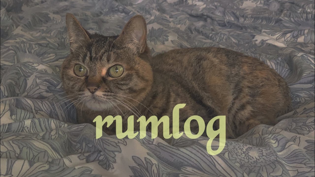 rumlog 猫がいる暮らし