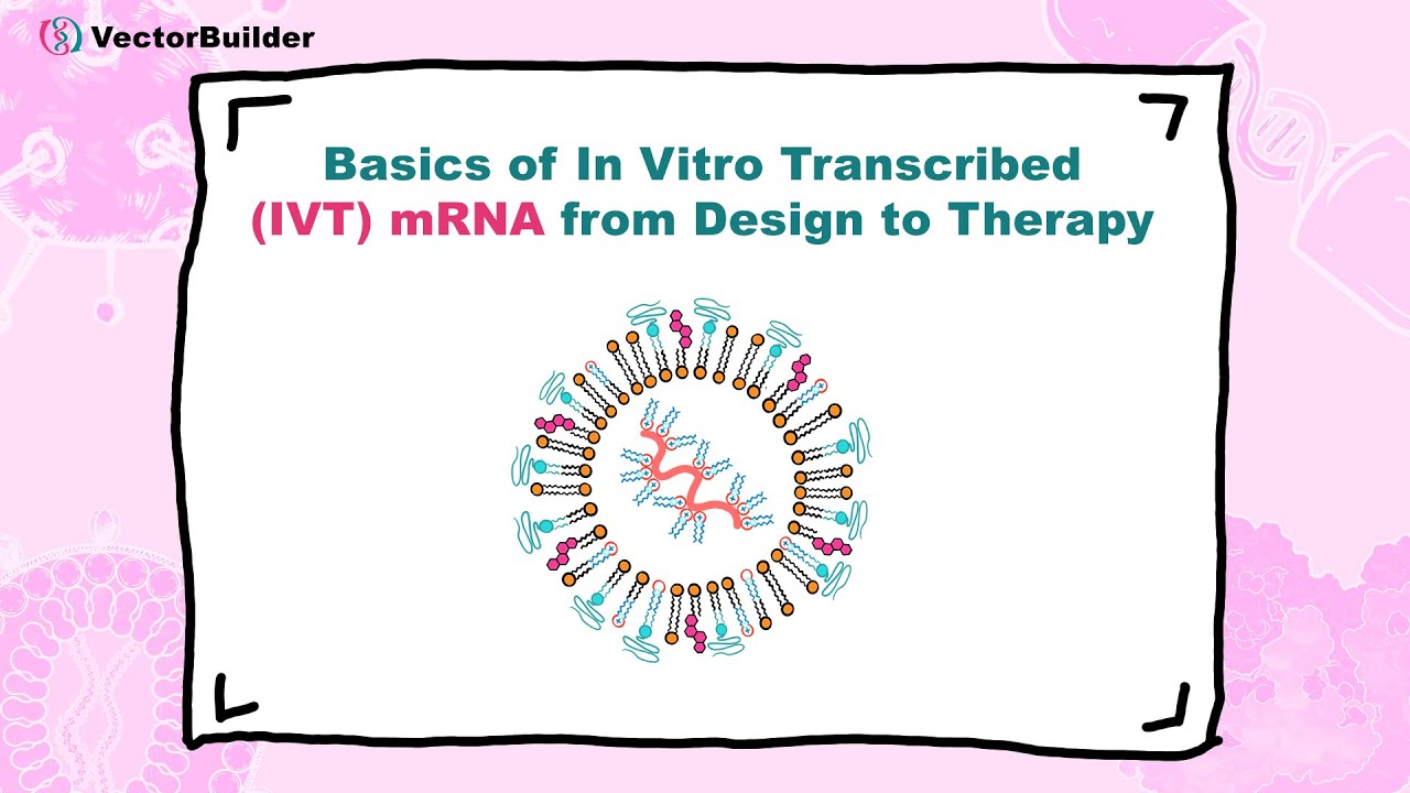 Basics of In Vitro Transcribed (IVT) mRNA from Design to Therapy