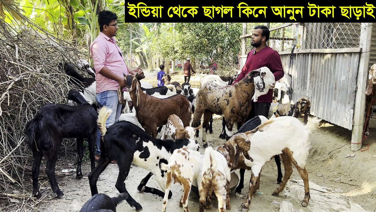 সরাসরি ইন্ডিয়া থেকে ছাগল কিনে আনুন অগ্রিম টাকা ছাড়াই।উন্নত জাতের ছাগলের দাম জানুন faridpur goat farm
