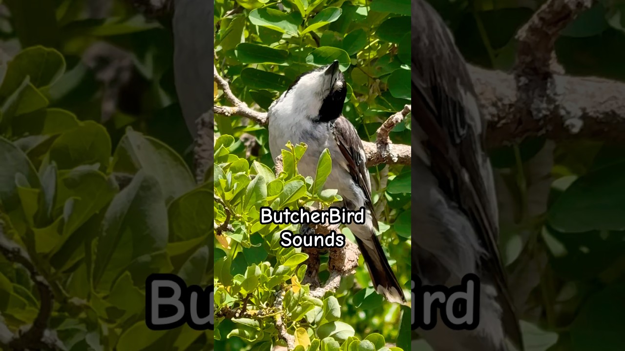 Butcherbird Sound | Call | Song