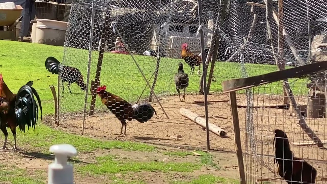 Young Red Junglefowl