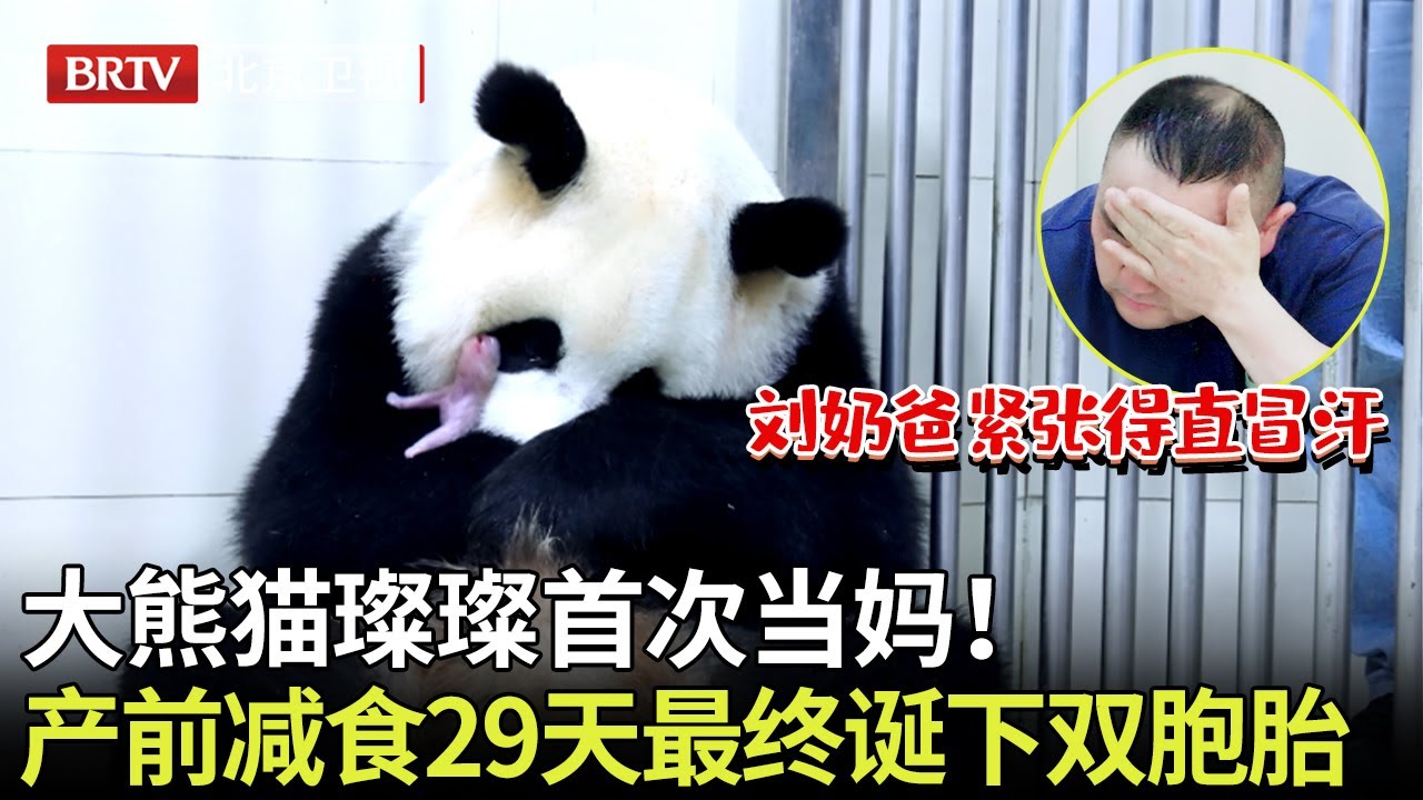 大熊猫璨璨首次当妈！产前减食29天最终诞下双胞胎，刘奶爸紧张得直冒汗，终于亲眼看到熊猫宝宝出生！【熊猫奇遇记】
