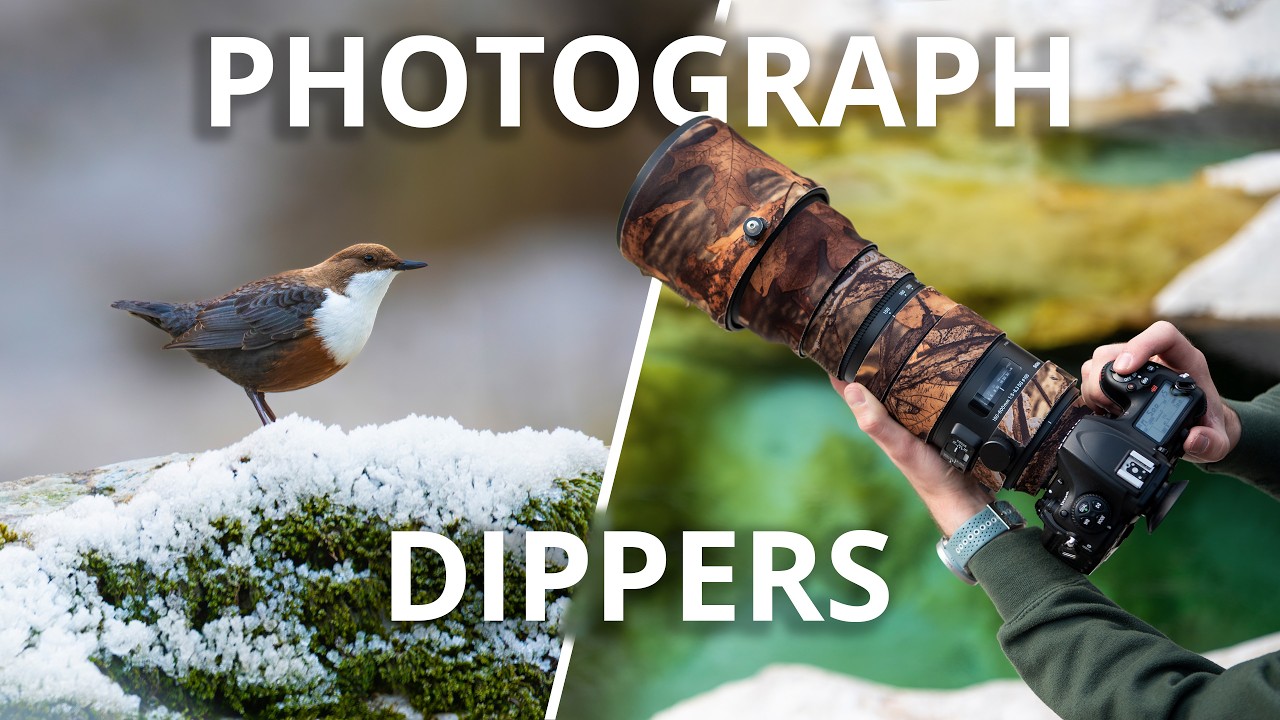 Photographing Dippers | Tutorial & Gear Guide | Wildlife Photography
