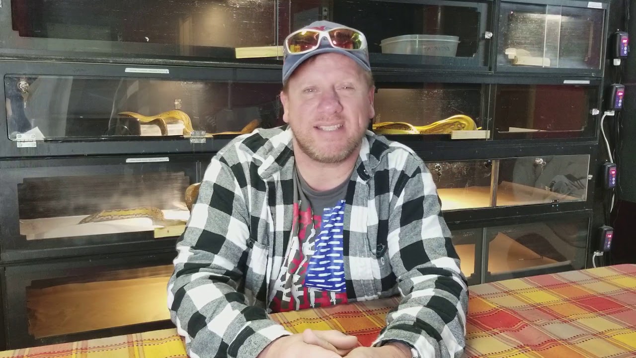 Let's Meet The Female Reticulated Pythons and me!