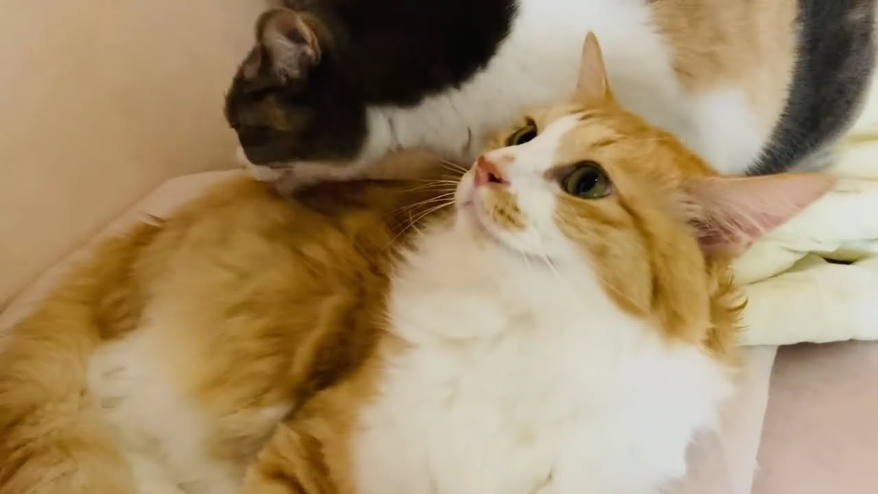 夫婦猫の日常　The usual scene