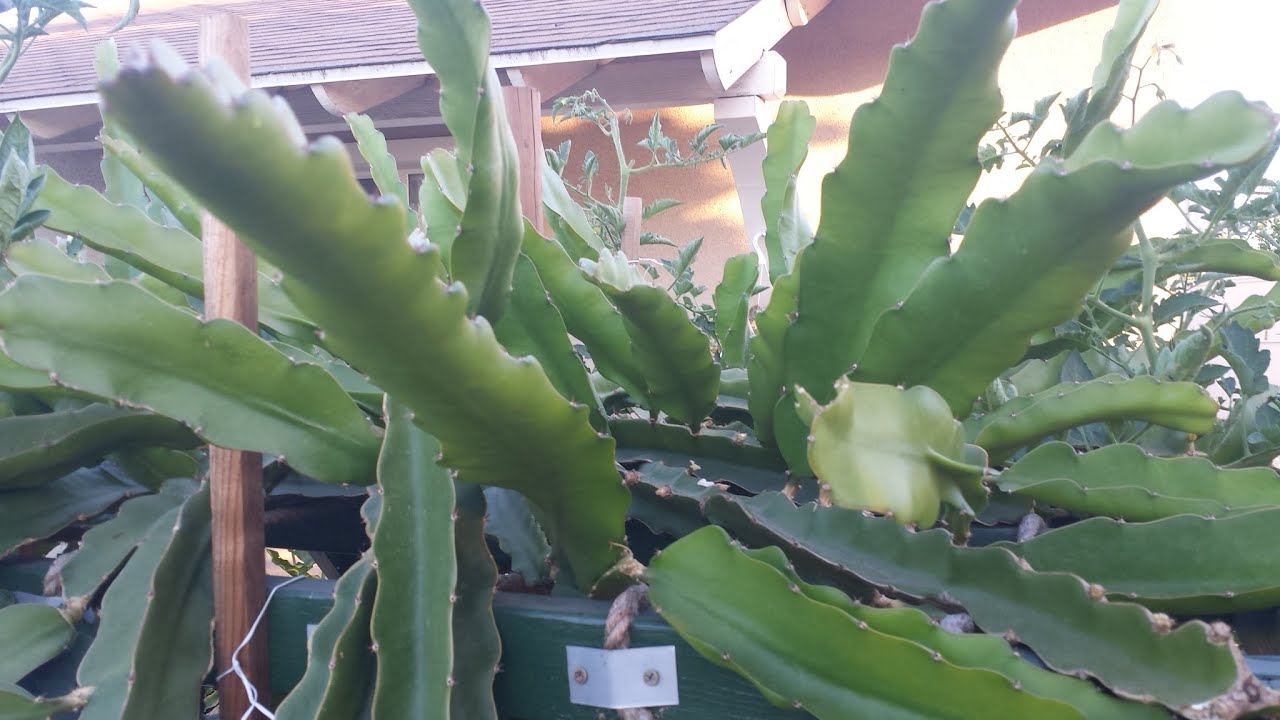 Dragon Fruit--Growing & Pruning