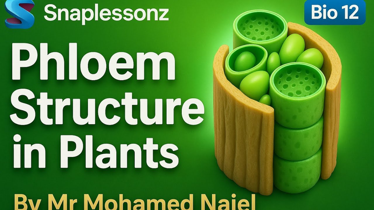 Bio 12 | 3.3 The Phloem     أحياء 12 | نسيج اللحاء 
