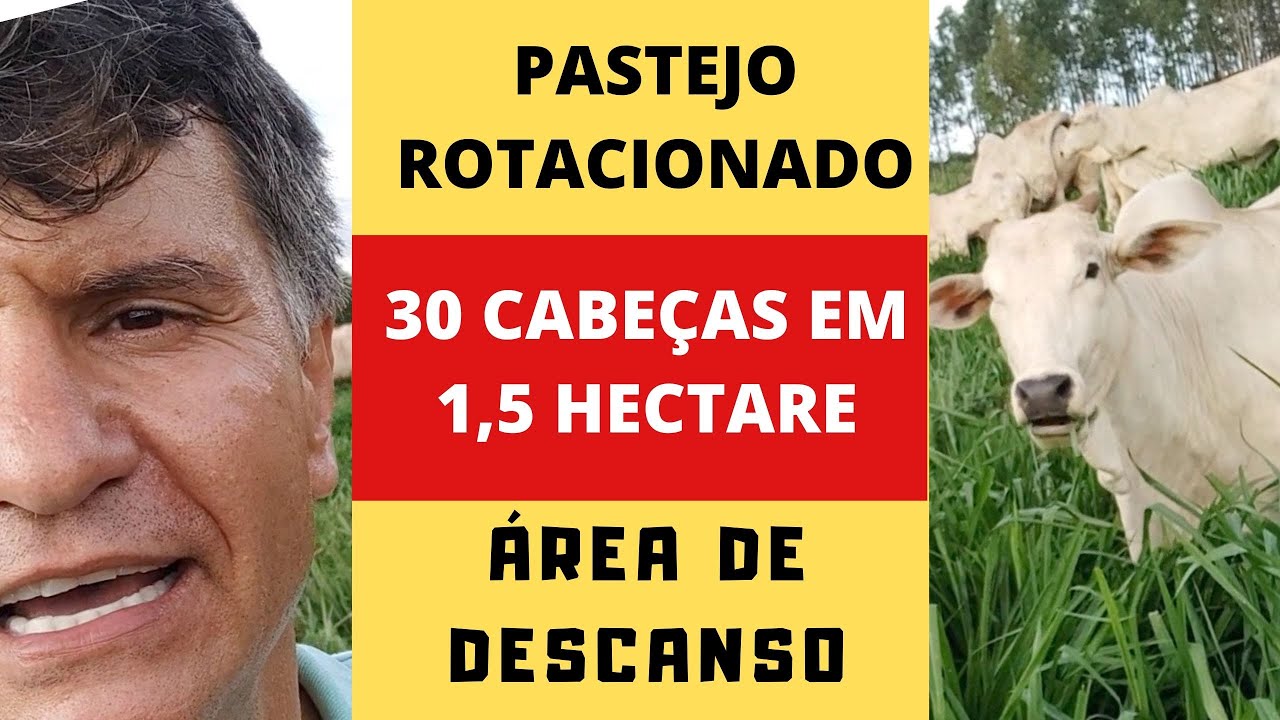 #3  A ÁREA DE DESCANSO PARA O GADO NO SISTEMA  PASTEJO ROTACIONADO