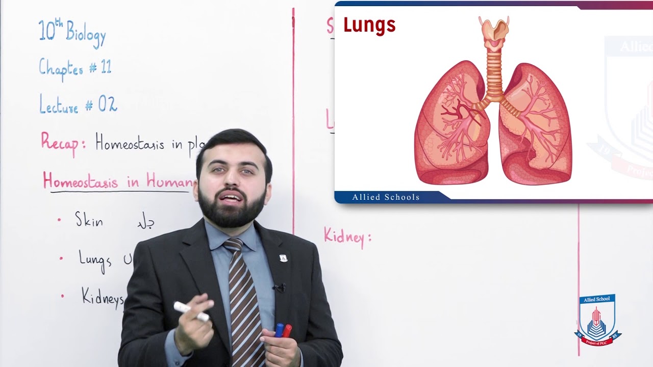 Class 10 - Biology - Chapter 11 - Lecture 2 Homeostasis in Human - Allied Schools