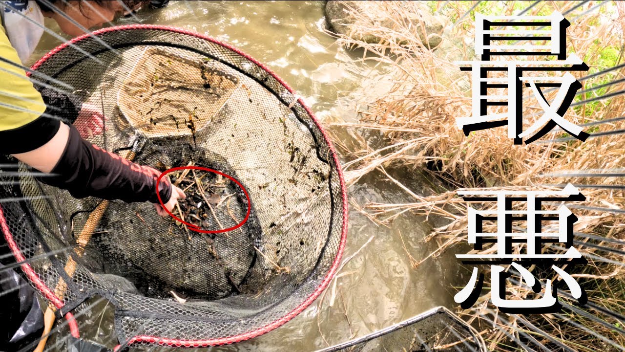 岡山の川で絶対に自然界にいてはならない外来生物が捕れてしまいました…