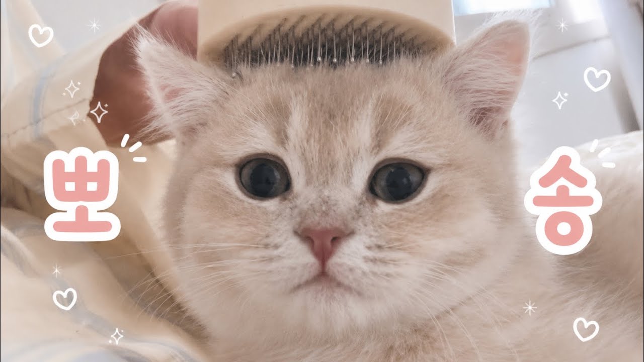 수속성 고양이 당첨? 목욕하기 꼬순내야 잘가