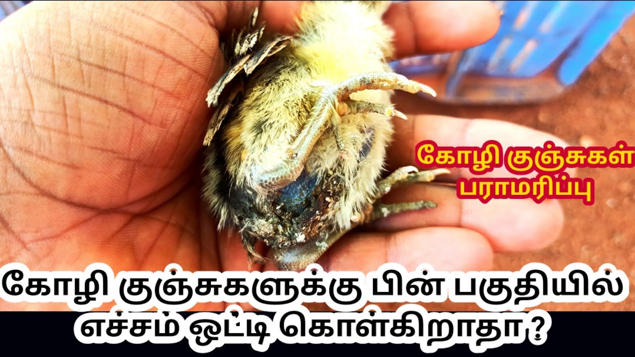 கோழி குஞ்சுகள் பின் பகுதியில் எச்சம் ஒட்டி கொள்கிறாதா ?